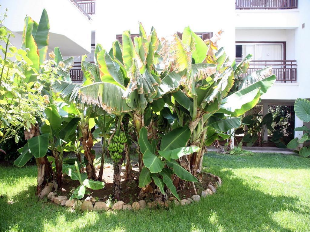 بافوس Sofianna Hotel Apartments المظهر الخارجي الصورة